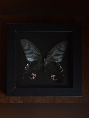 Framed butterfly specimen